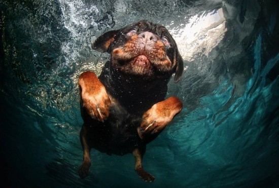 diving-dogs-photography10-550x371