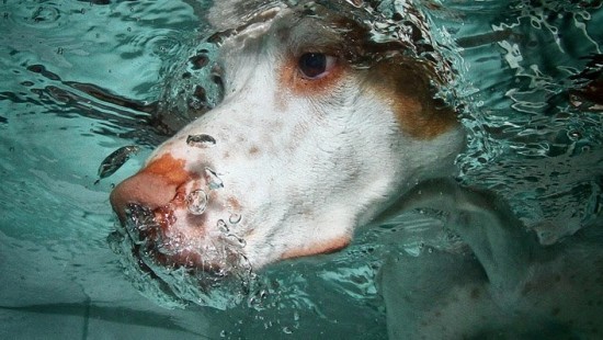 diving-dogs-photography6-550x310